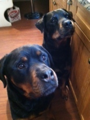 Our Rotties, the Best Home Security System of All (image copyrighted by Colleen Collins)
