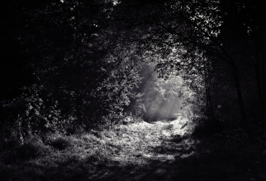black-and-white-forest-light